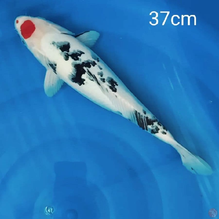 Tancho sanke 37cm