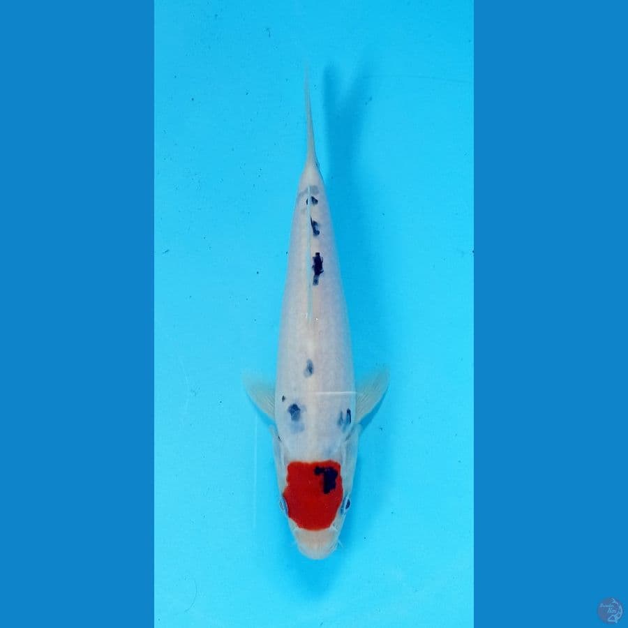 tancho sanke 20cm