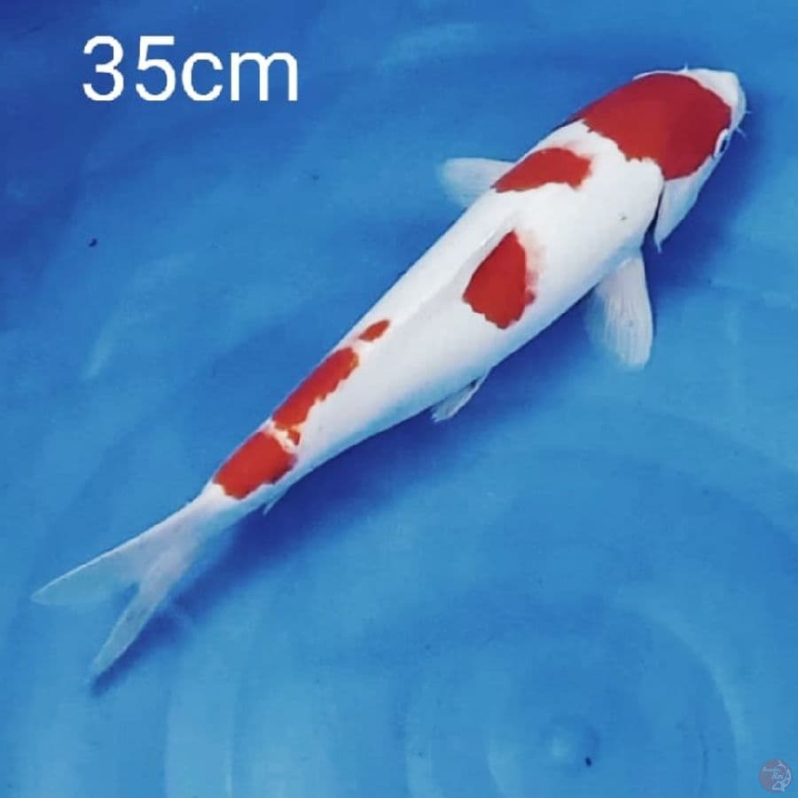 kohaku ceplok 35cm
