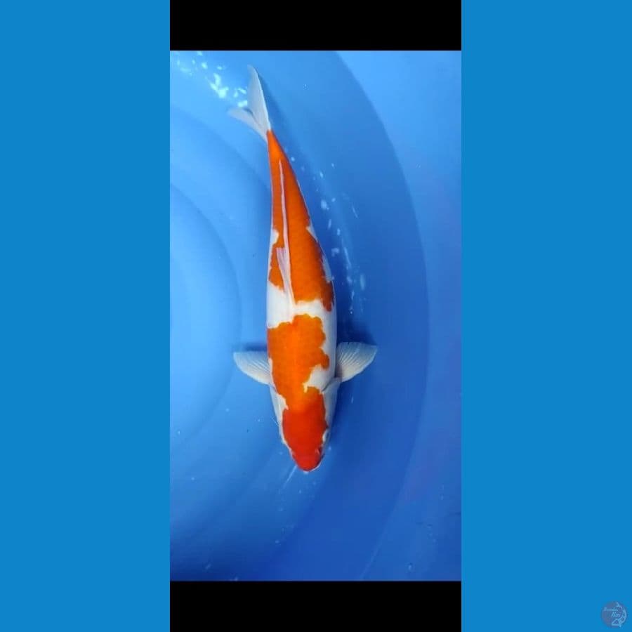kohaku 48cm female