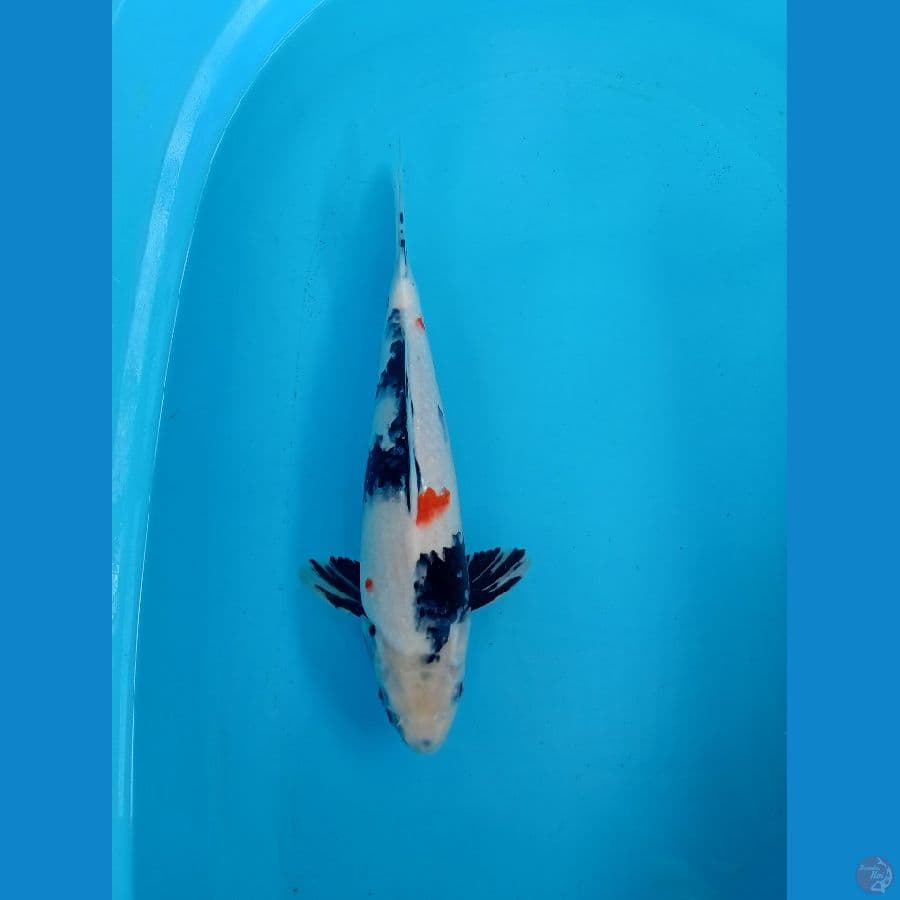 Showa 34 cm