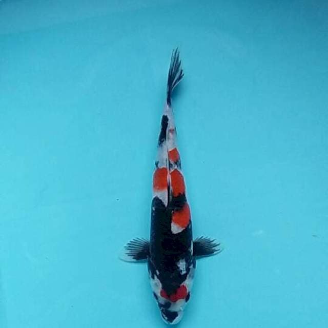 Sansoku