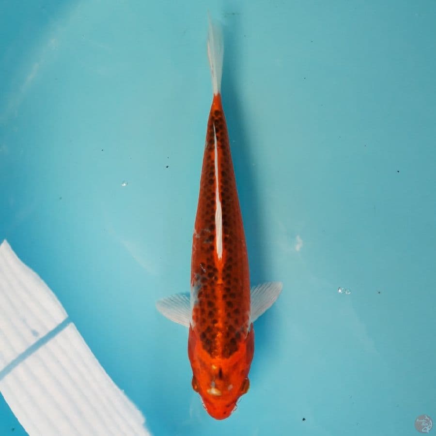 Goshiki 29cm