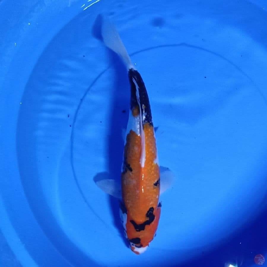 koi showa 30 cm up