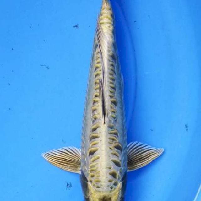 Gold mantap 32 cm