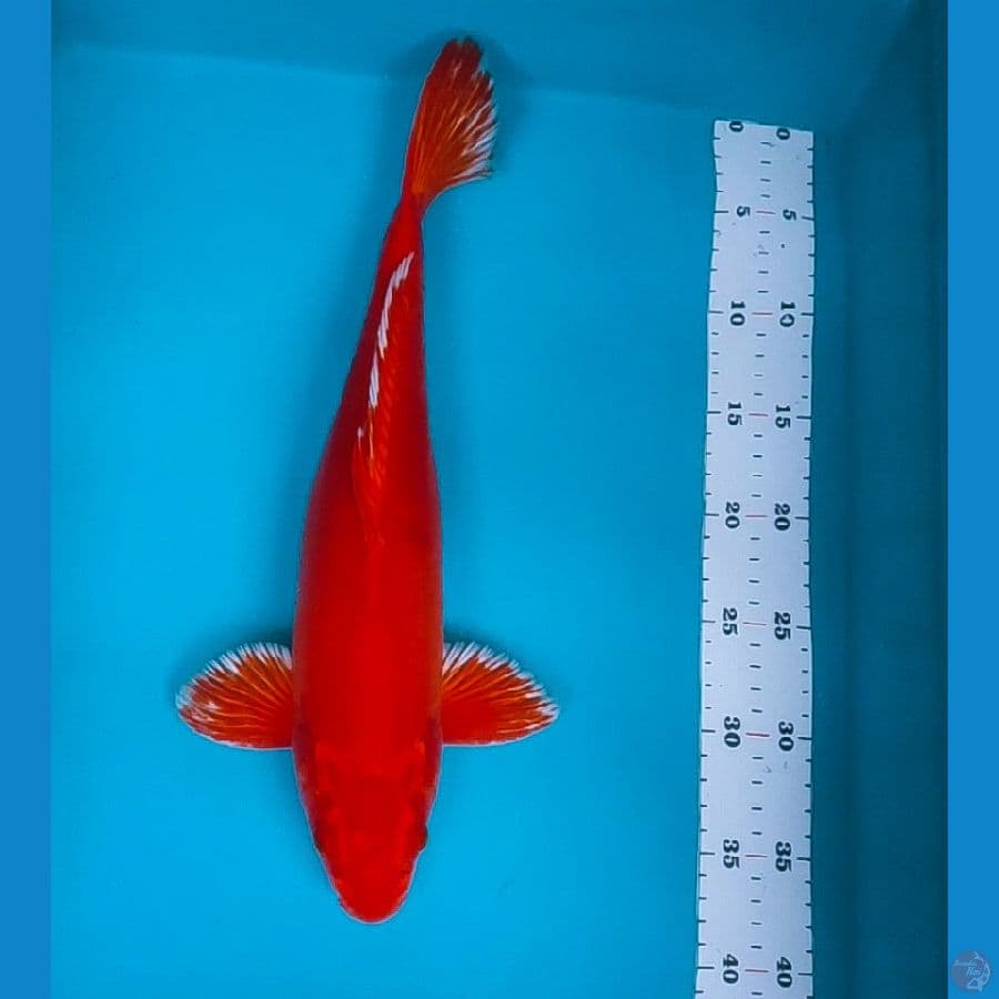 benigoi doit super red 38cm male