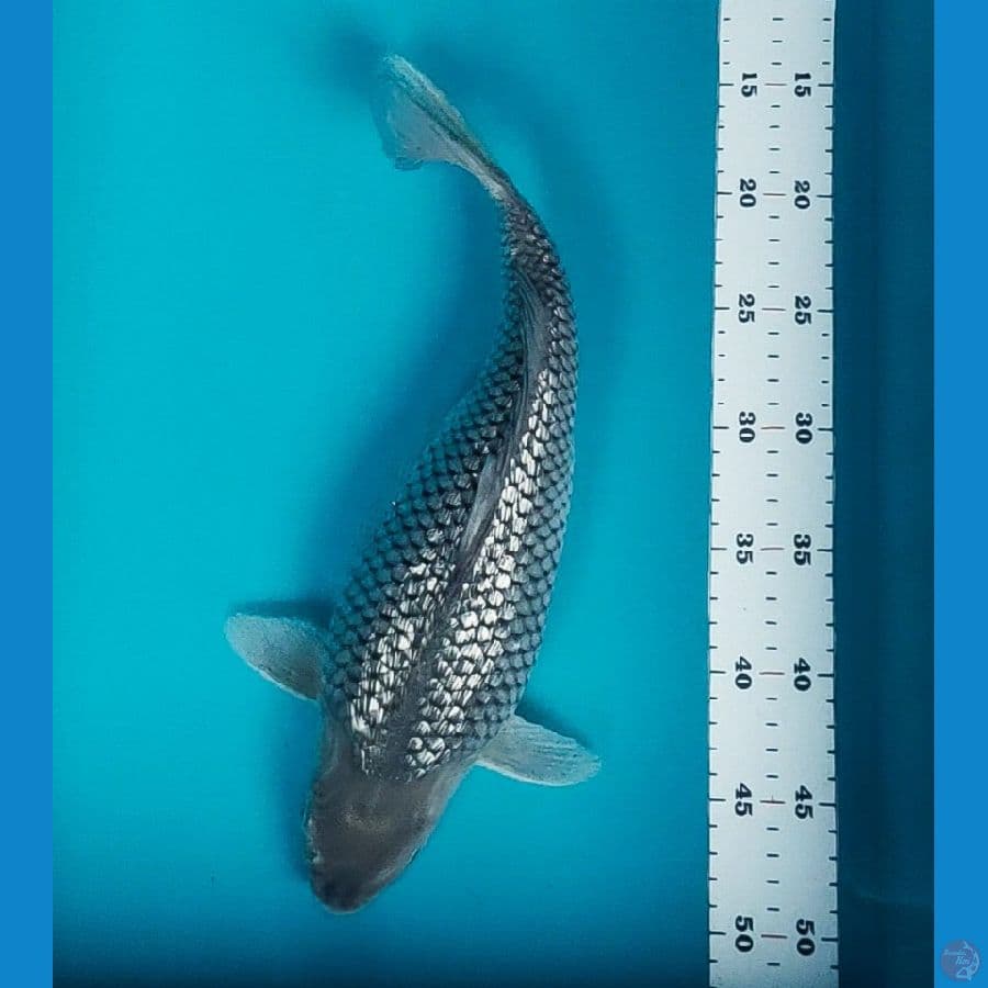 soragoi ginrin 35cm