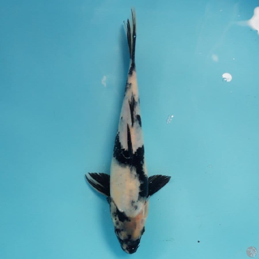 Shiro 24cm
