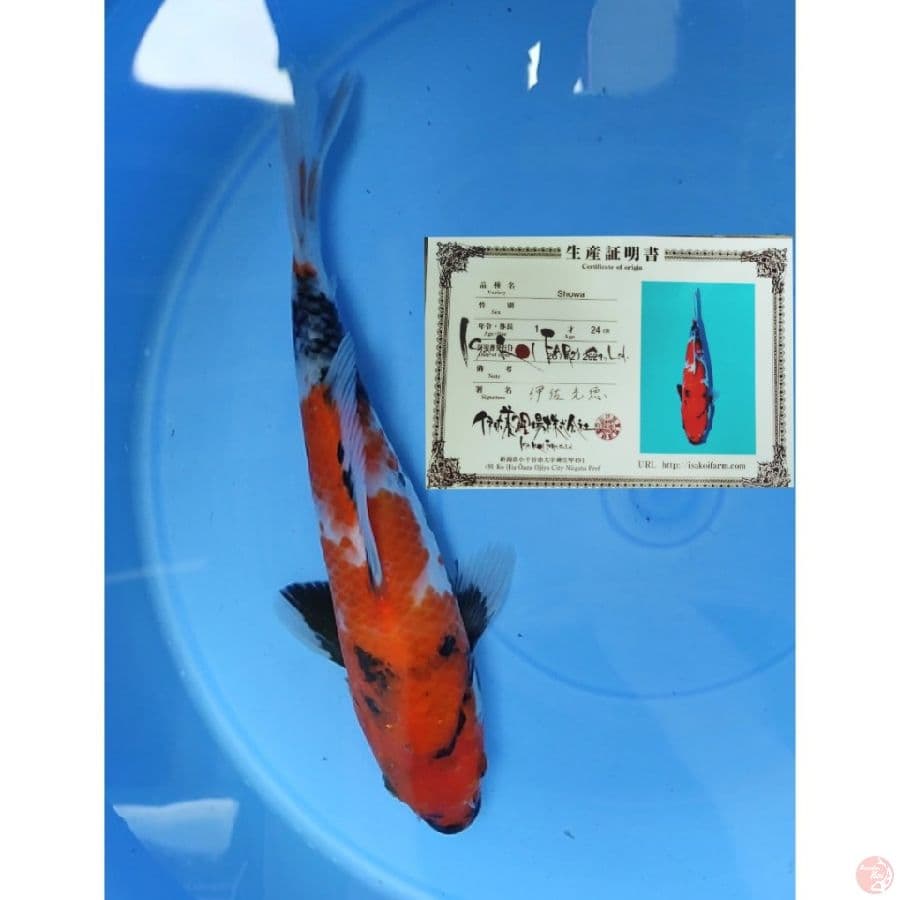 IMPORT SHOWA ISA MOTOGORO