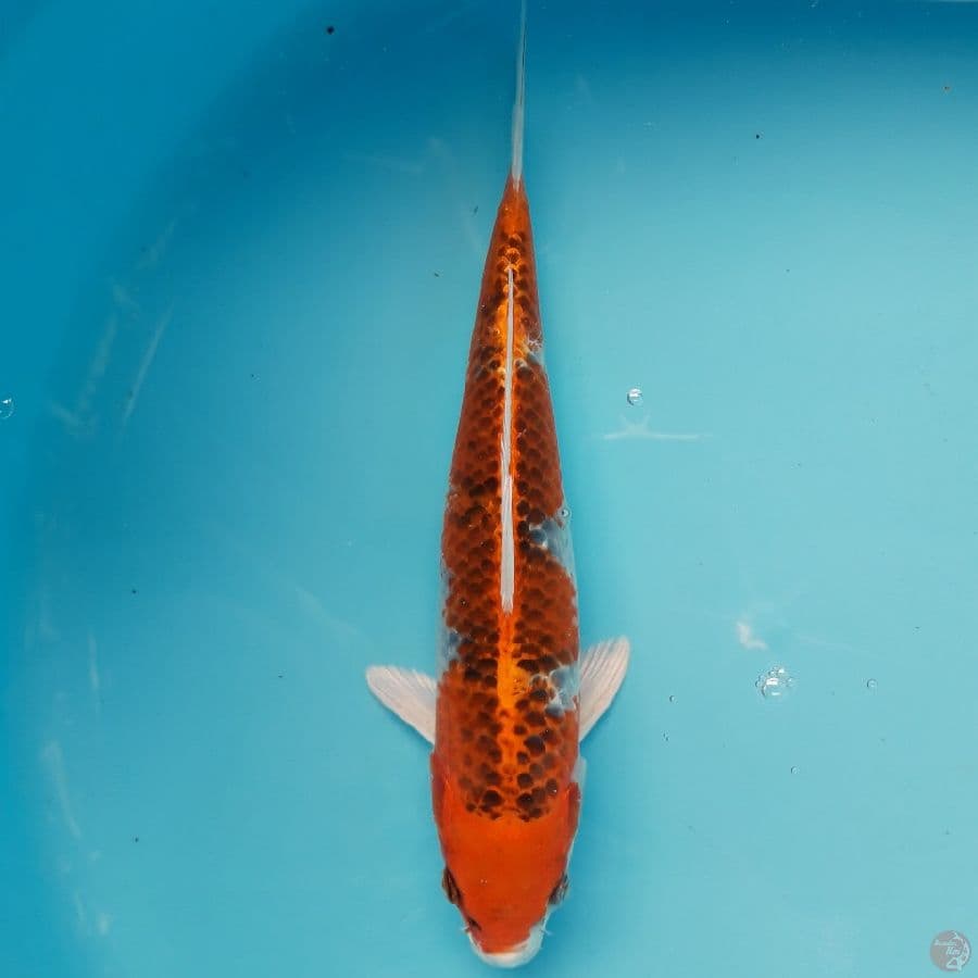 Kujaku 29cm