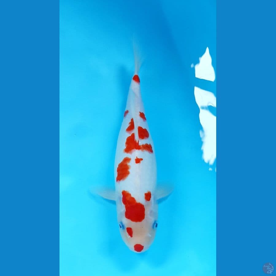 kohaku 30cm