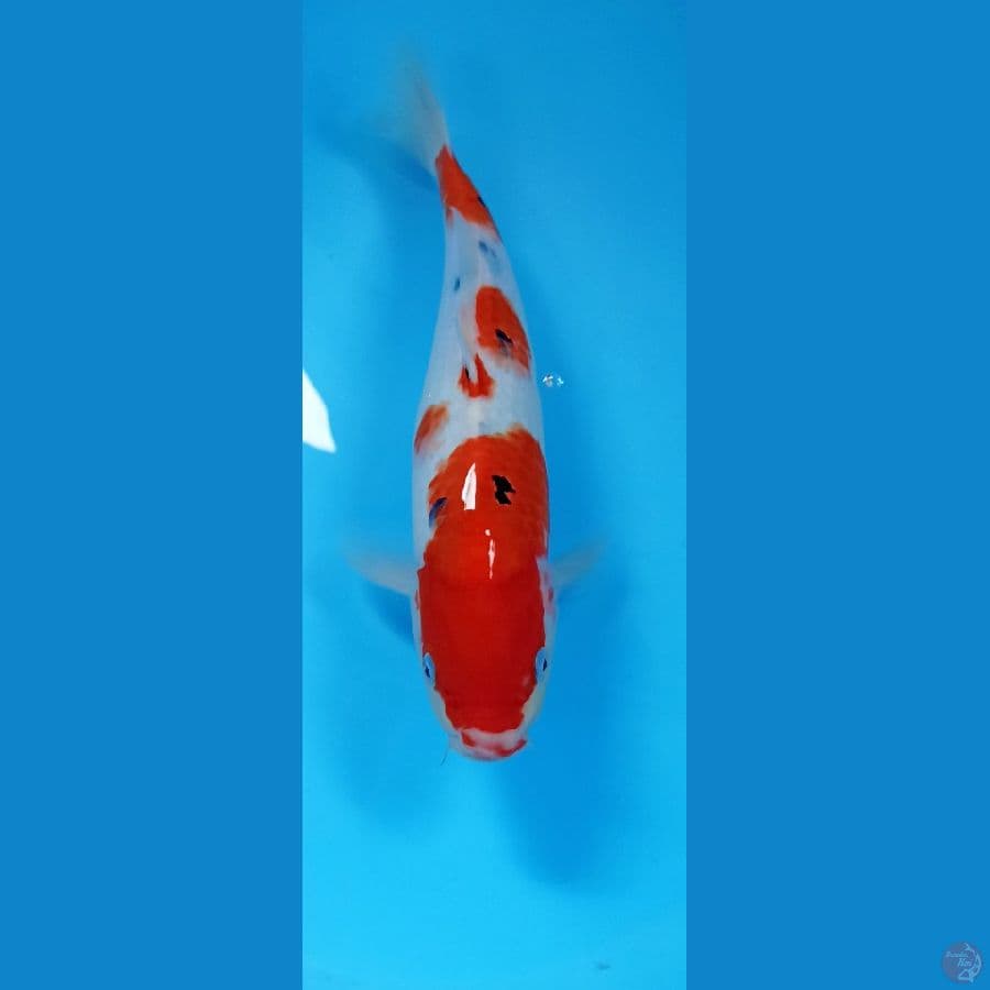 sanke 36cm