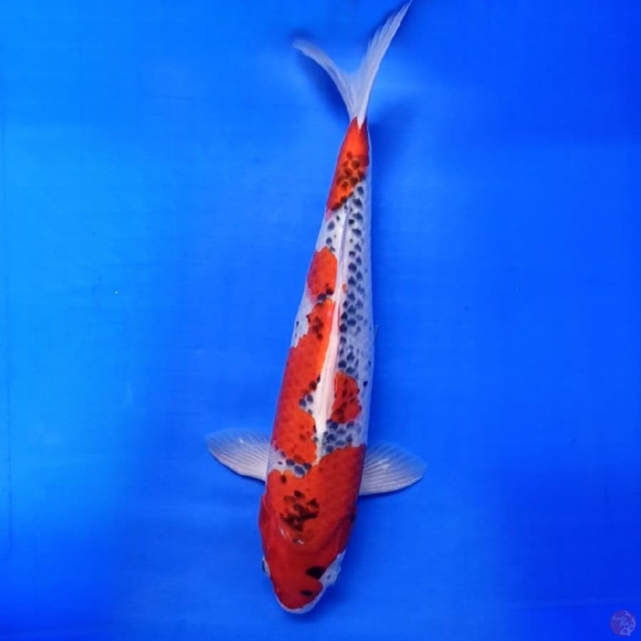 NezU Goshiki 39 cm