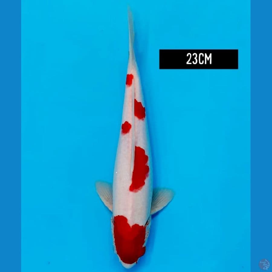 sakura 23 cm