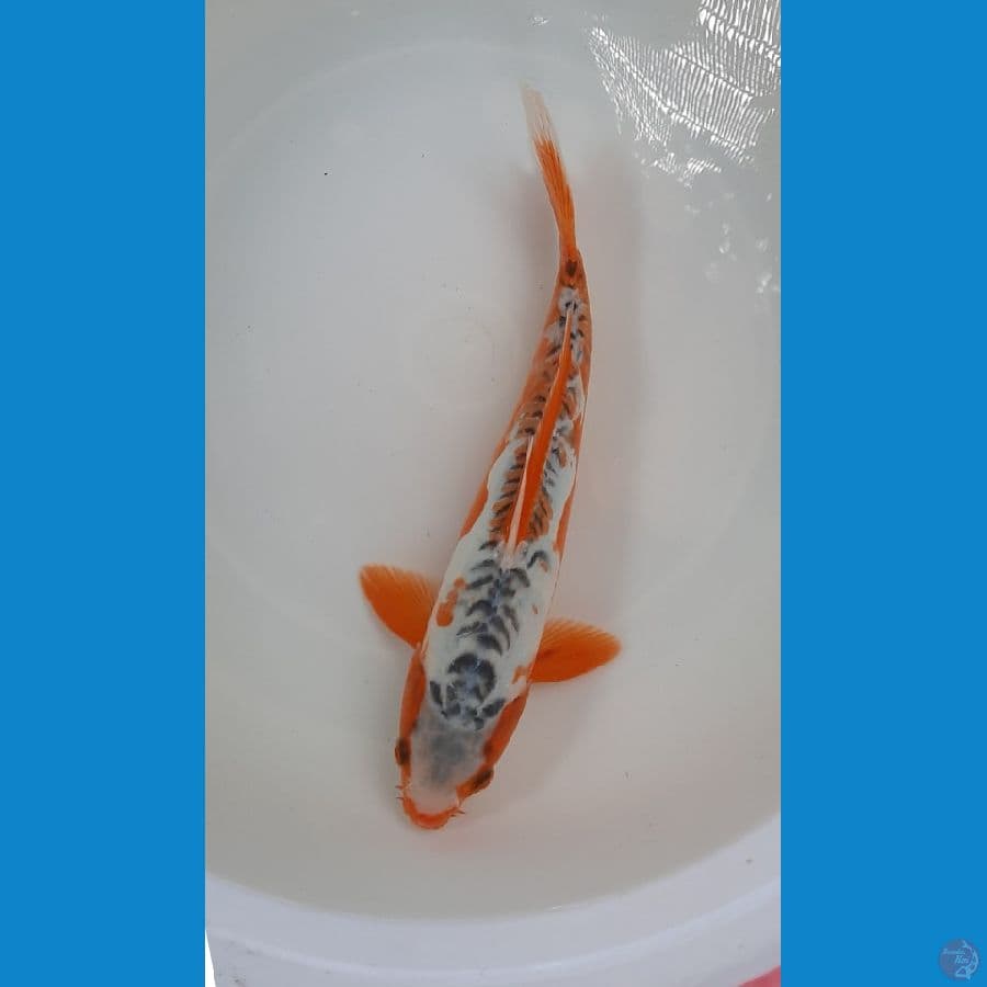 shusui 25cm