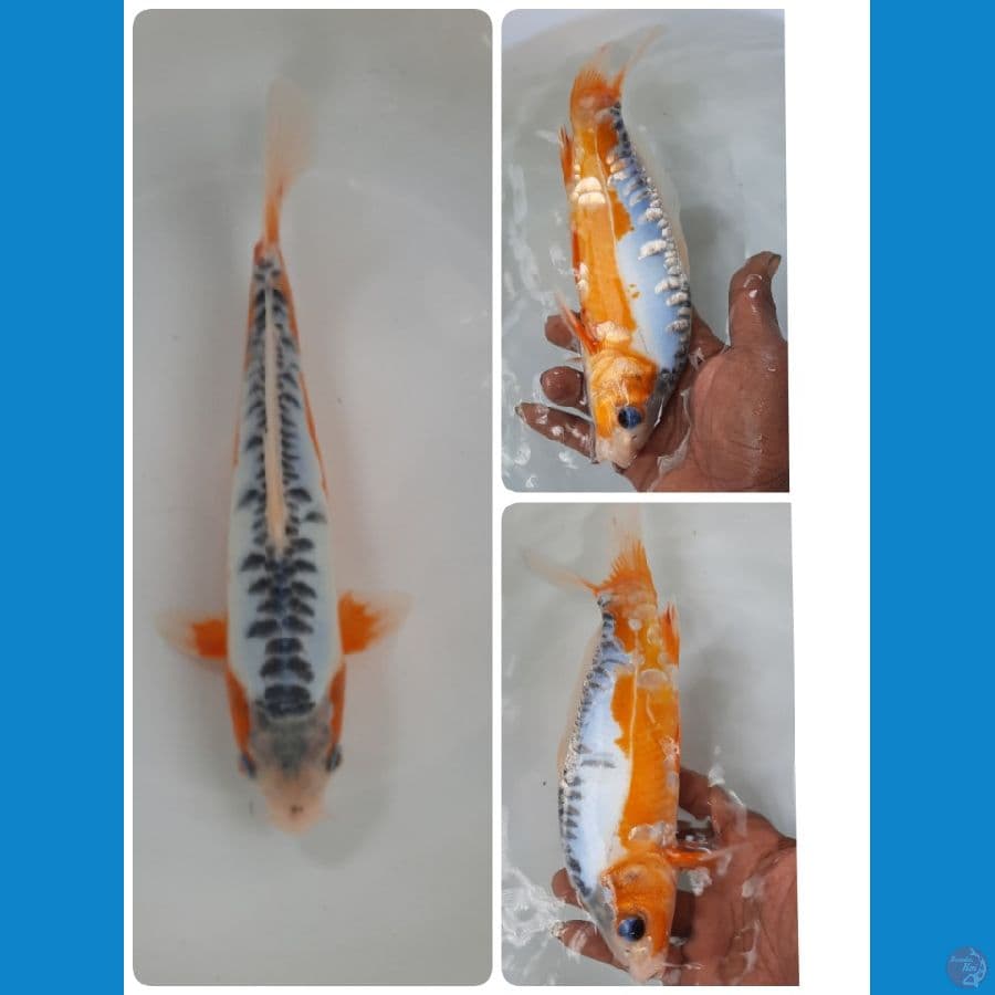 shusui 24cm
