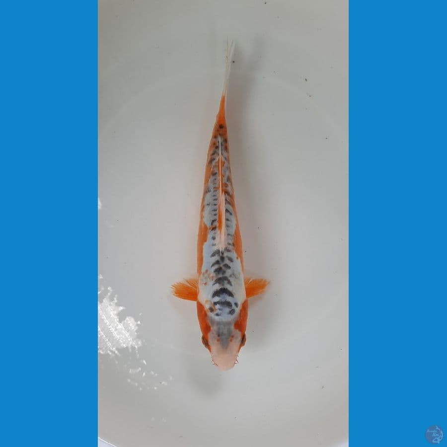 shusui 23cm