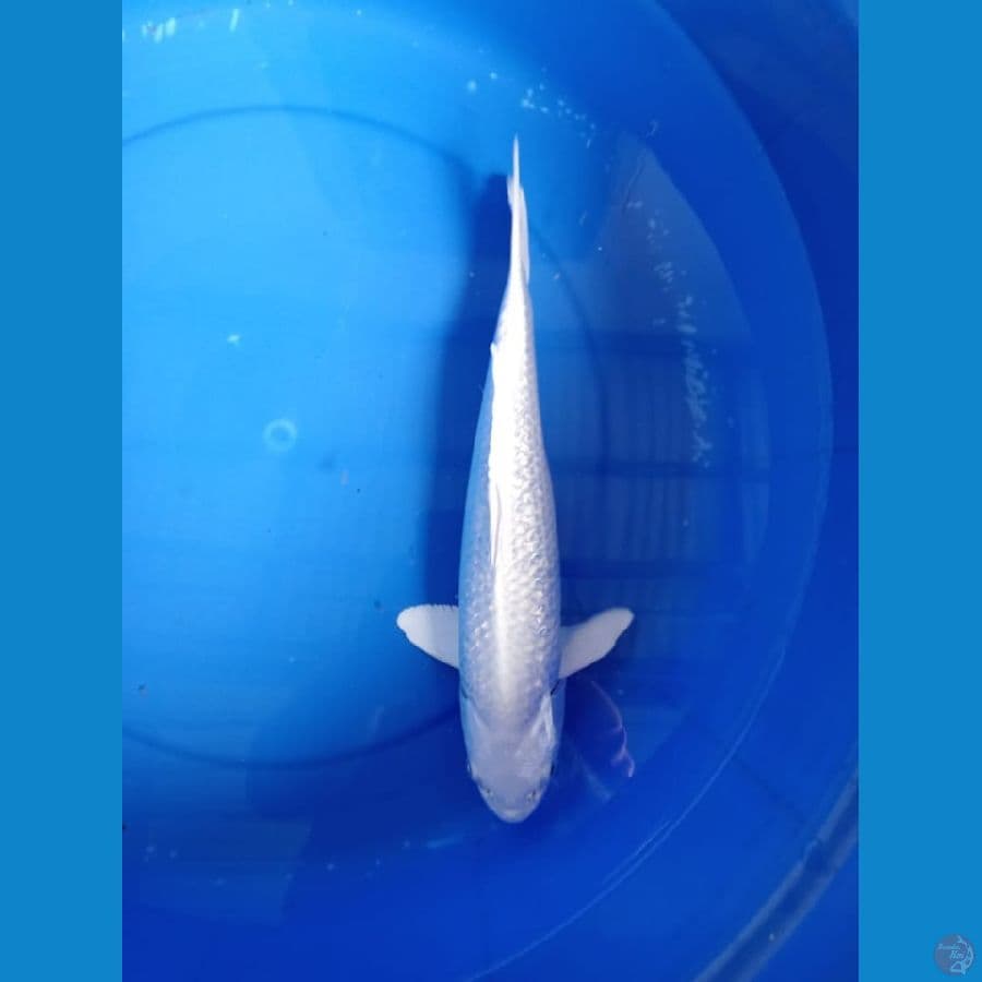 Platinum Ginrin 30cm