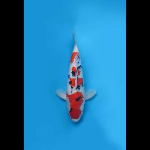 40cm , Yondan Taisho Sanke