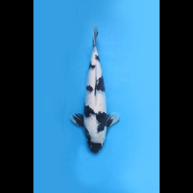50cm , Jumbo Shiro Utsuri SQ