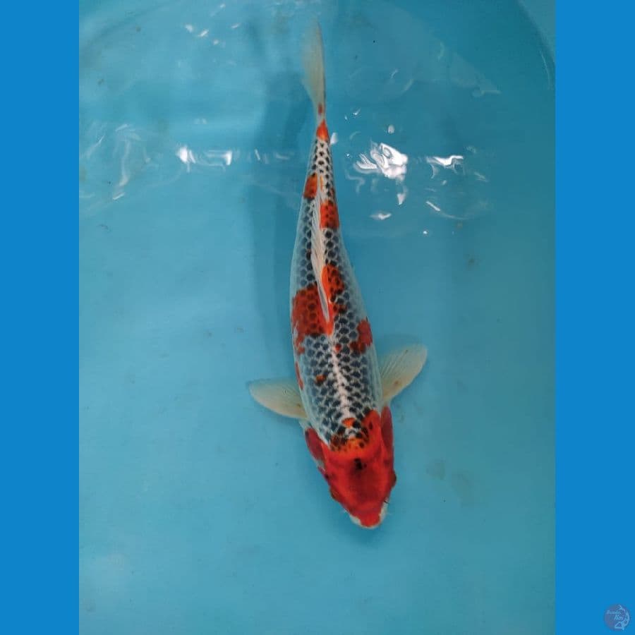 kujaku 35cm male