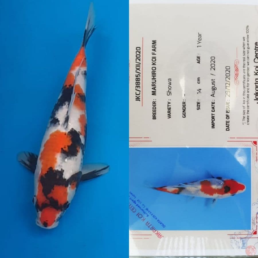 showa "Maruhiro" 35bu