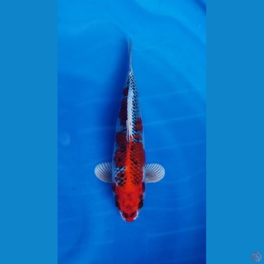 red kujaku