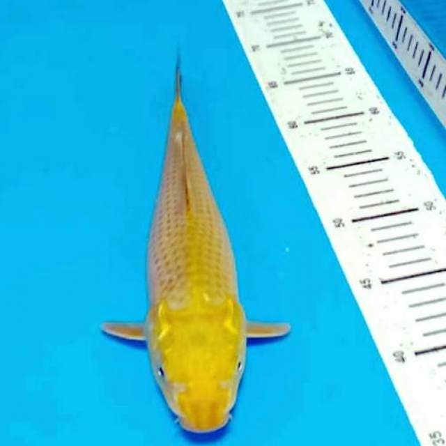Cagoi lemon 33cm