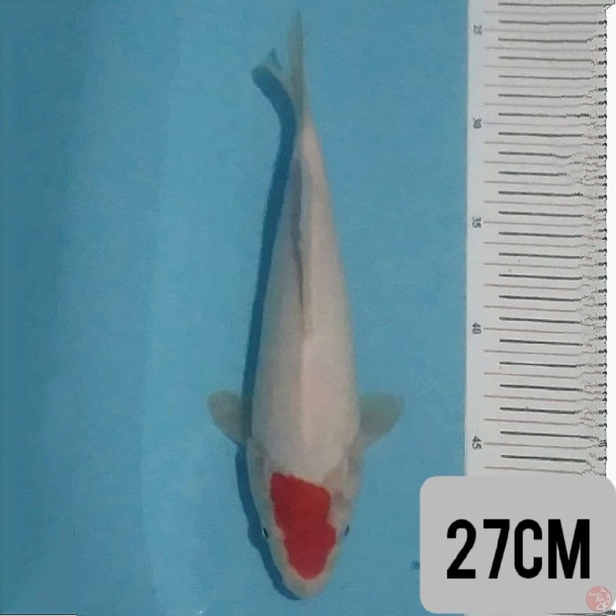 tc kohaku originali