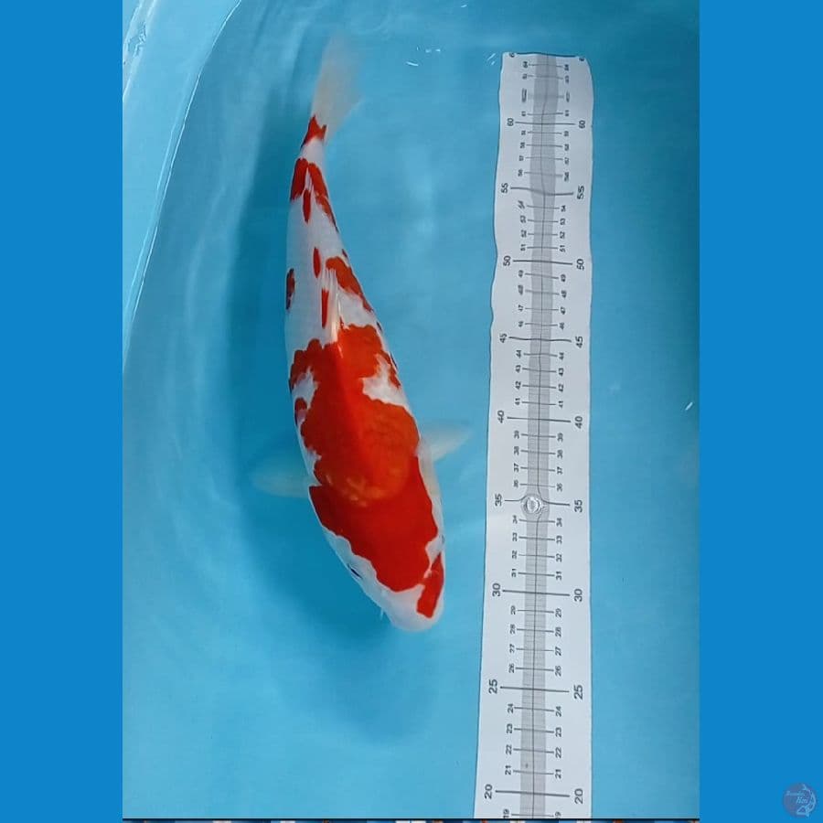 kuhaku 38 cm