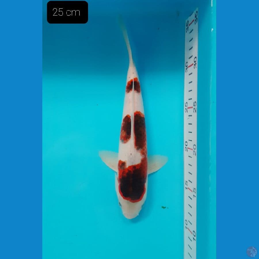 Goromo 25 cm