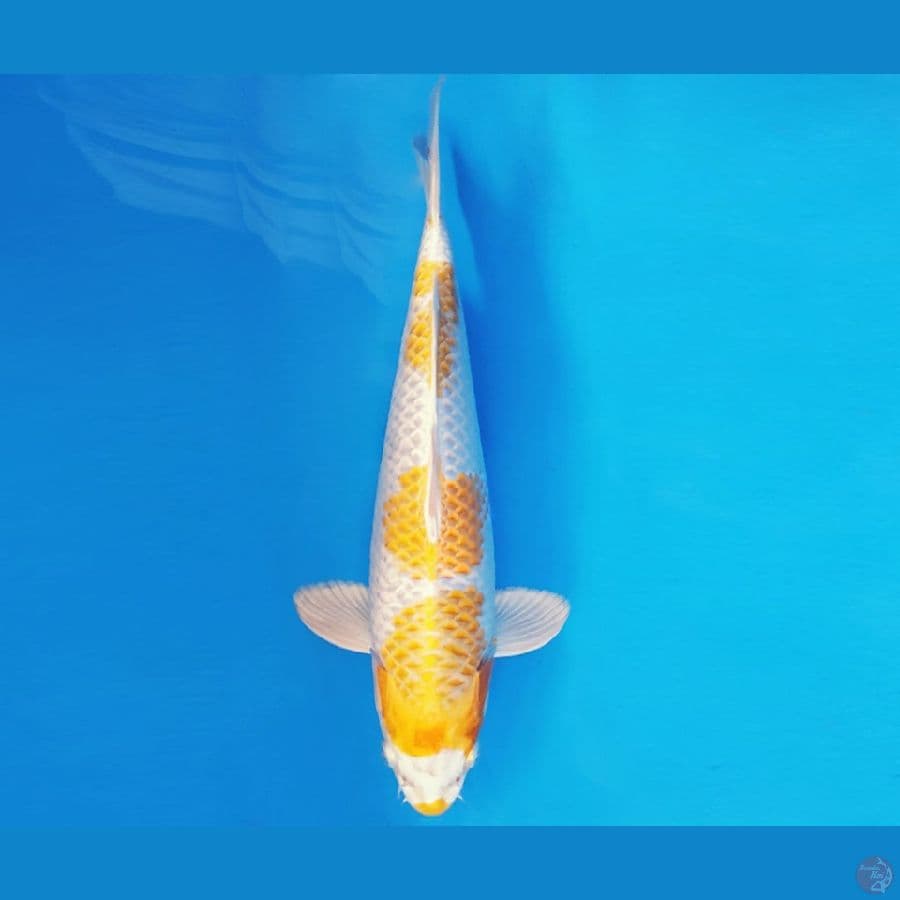 ASSASSIN 2 ~ HARIWAKE 31 cm/male ™