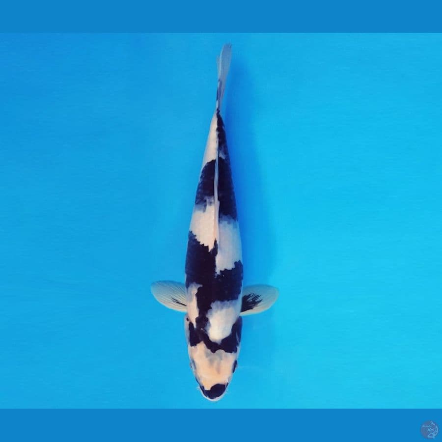 ASSASSIN 4 ~ SHIRO SPC 31 cm/male ™