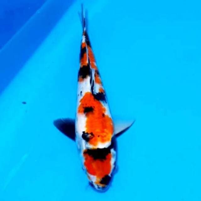 Showa 38cm tinggal digemukin