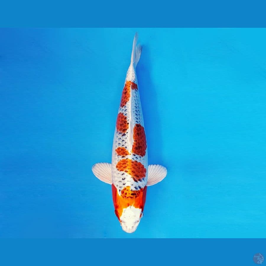 ASSASSIN 6 ~ KUJAKU 34 cm/male ™
