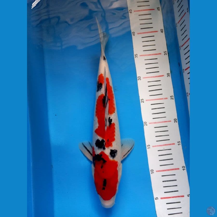 sanke strong 35cm male