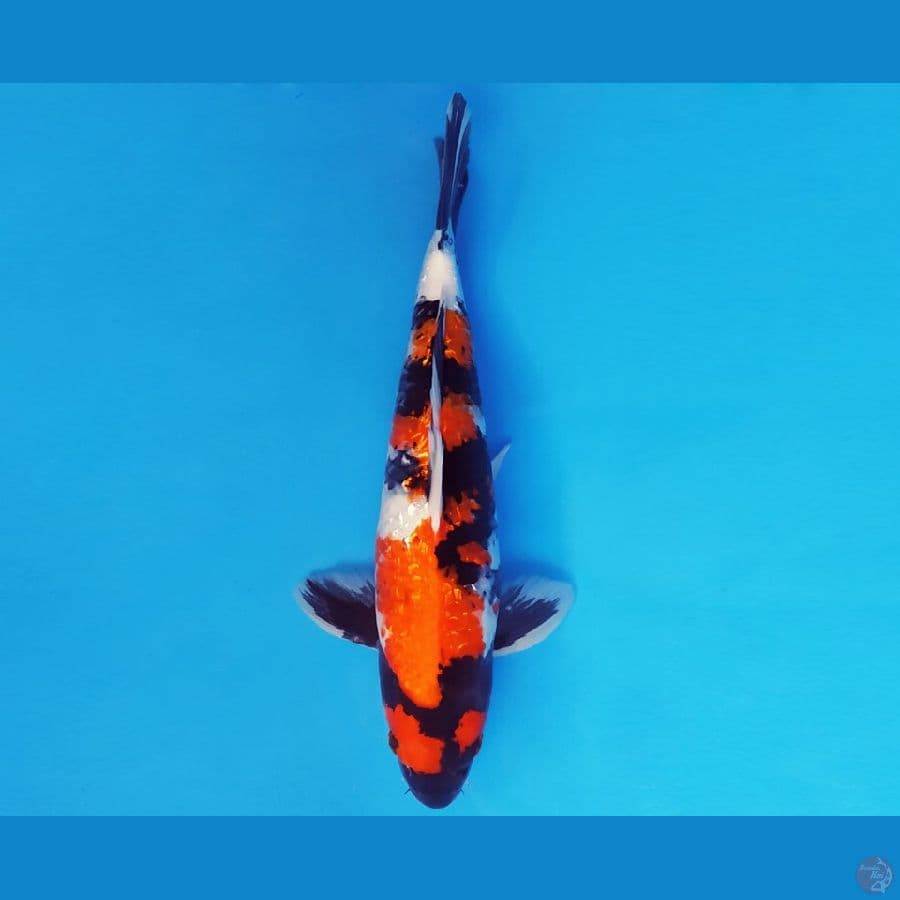 ASSASSIN 11 ~ SHOWA GIN RIN 36 cm/male ™
