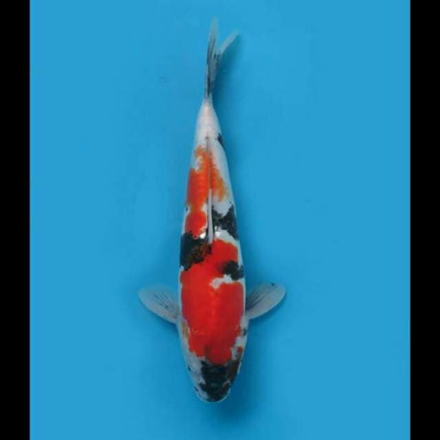 Murni Showa Doitsu Original 35cm Female Tosai