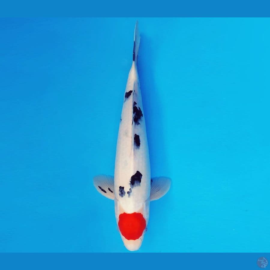 ASSASSIN 18 ~ TANCHO SHOWA 34 cm/male ™
