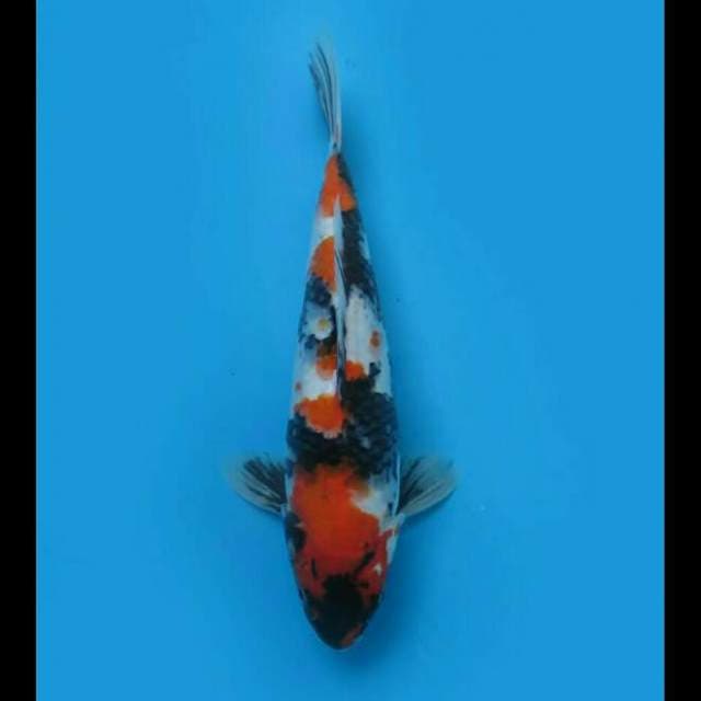 Showa Sanshoku 30cm Female Tosai