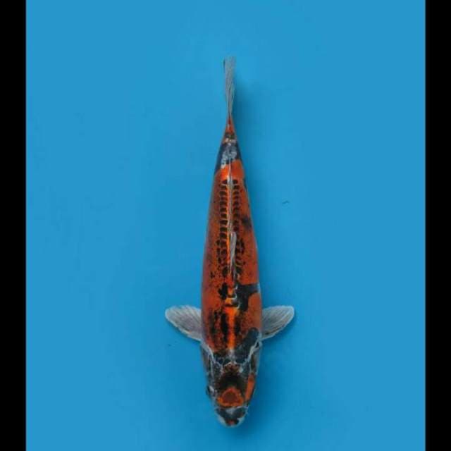 Murni Beni Kinkikoryu 34cm Female Tosai