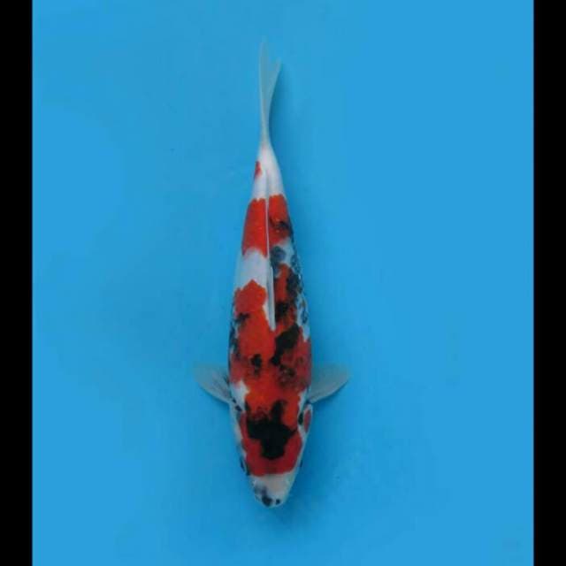 Showa Tategoi Original 30cm Female Tosai