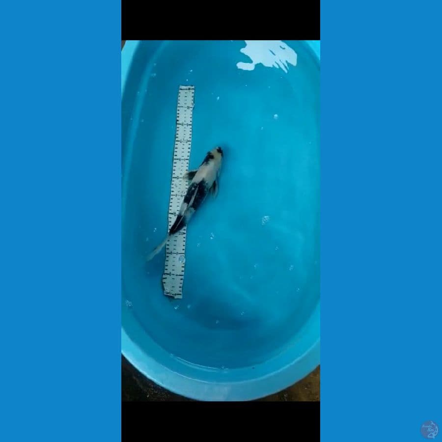 SHIRO 35CM