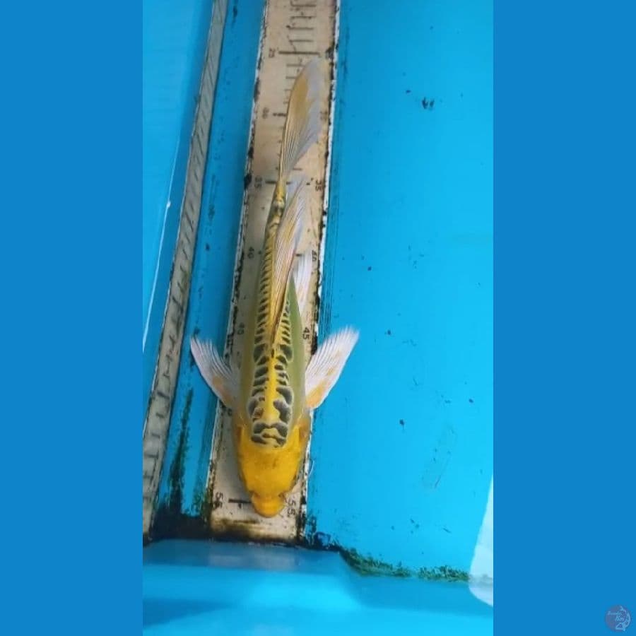 Kumpay 26cm