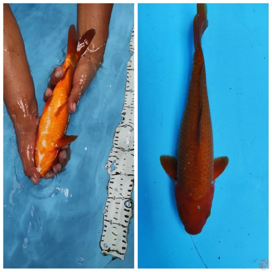 CHAGOI TEMBAGA 31cm