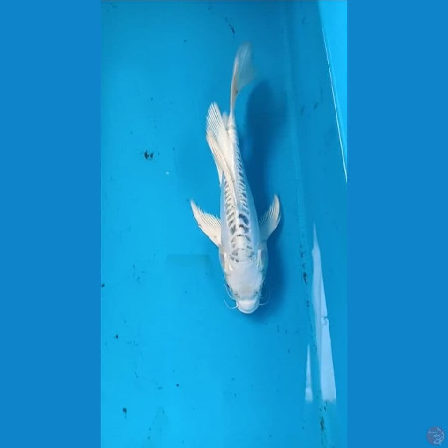 Kumpay 24cm
