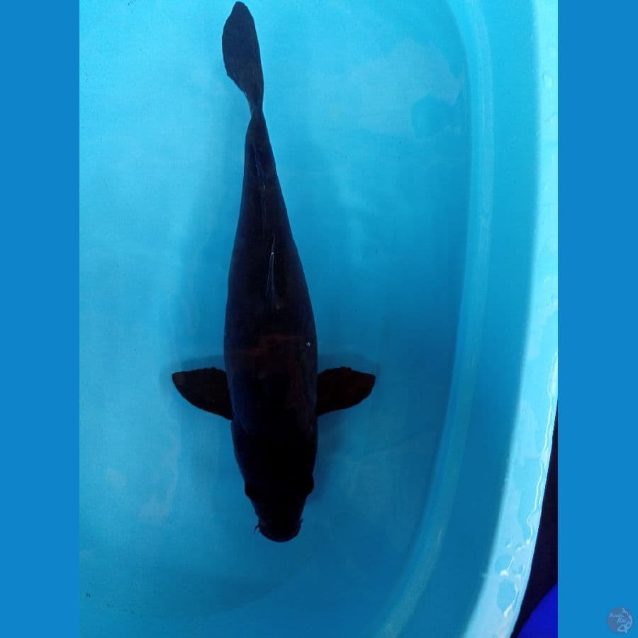 karasu 46 cm