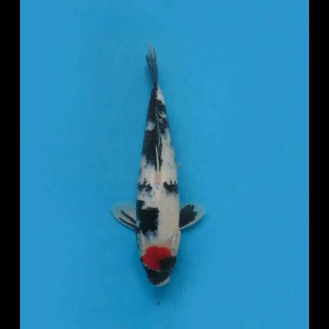 Tancho Showa 32cm Male Tosai