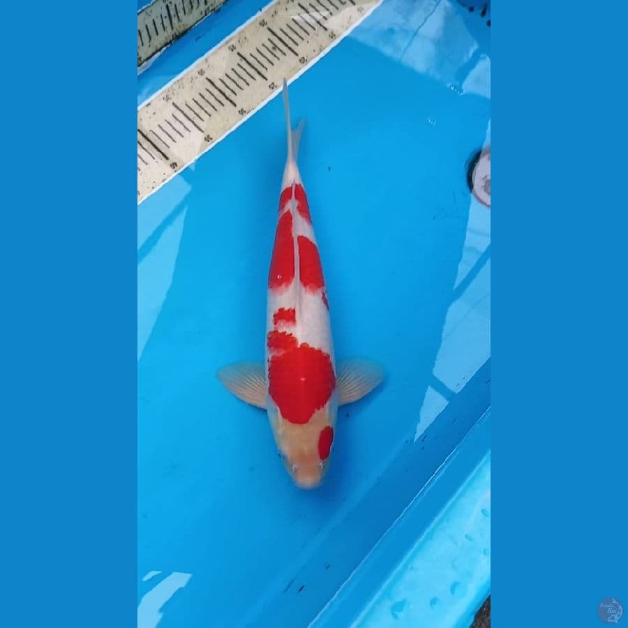 Kohaku 40cm