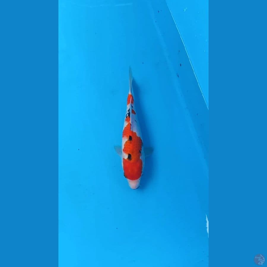 Sanke 25cm